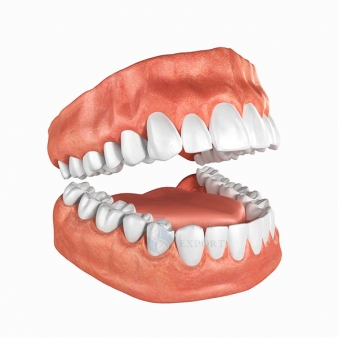 Human Teeth Anatomy Models